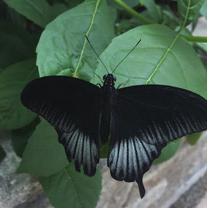 Meet your Posher, Skylynne